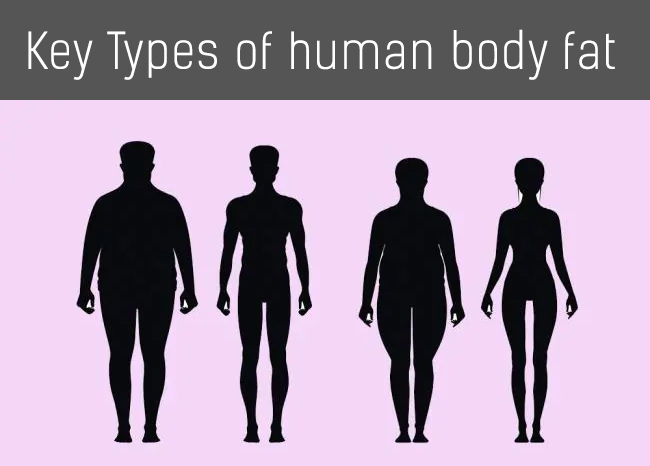 Types of human body