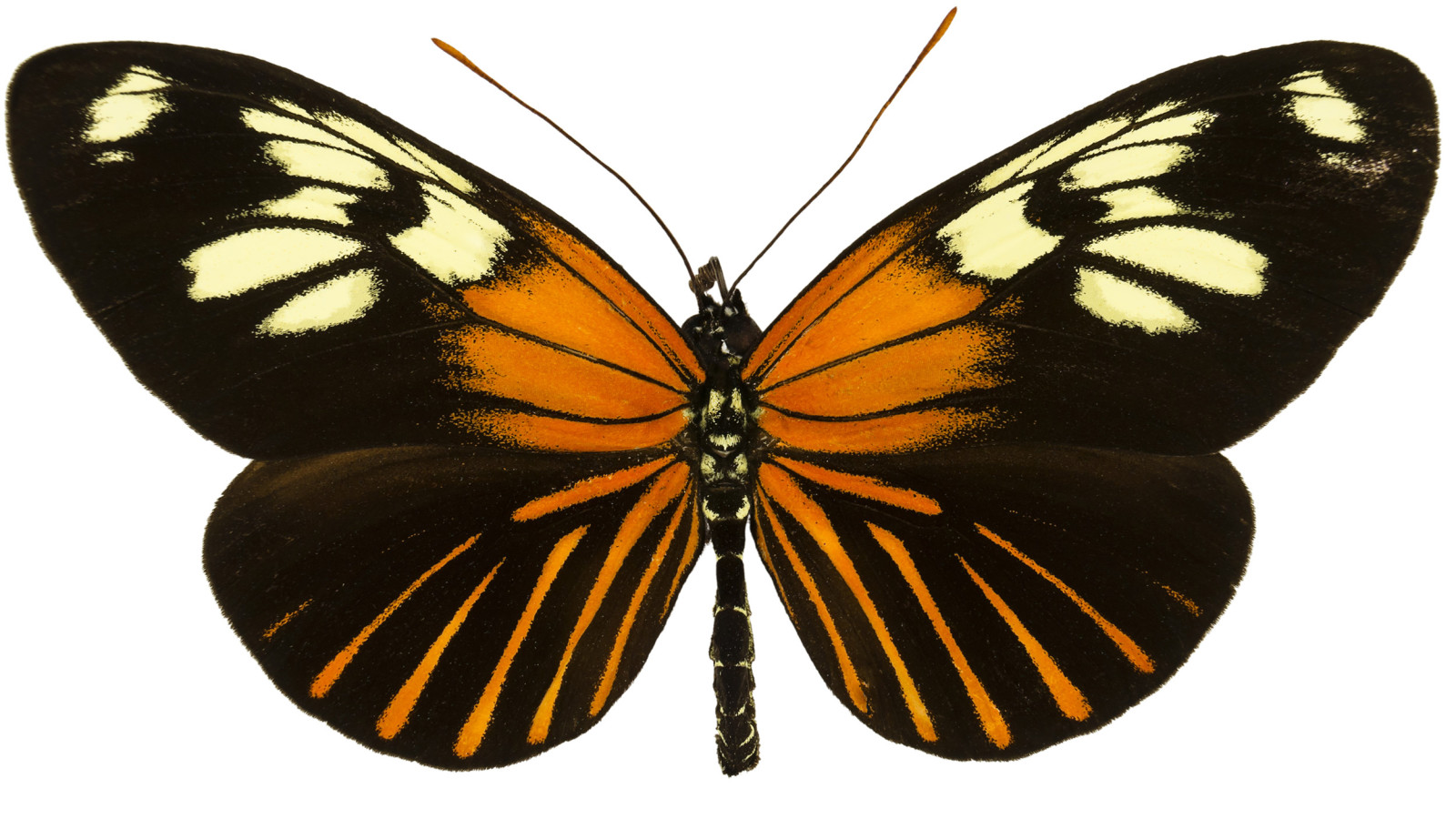 About The Symbolic Spiritual Meaning Of Butterfly Pulchra