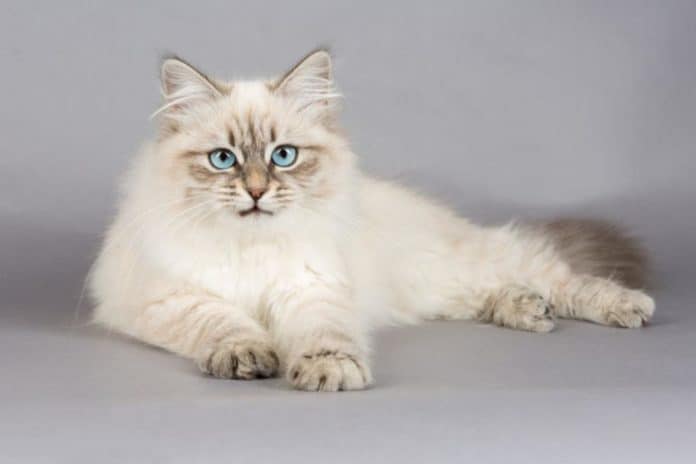 Why Siberian Cats Are Awesome And Hypoallergenic? | Pulchra