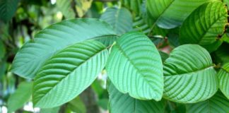 What Are The Side Effects Of Kratom Kratom