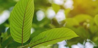 5 Awesome Kratom Health Benefits You Should Know kratom
