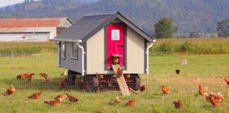 Things To Consider When Buying A Chicken Coop Chicken Coop