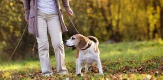 Get Your Dog Walking to Get These Health Benefits Get Your Dog Walking to Get These Health Benefits