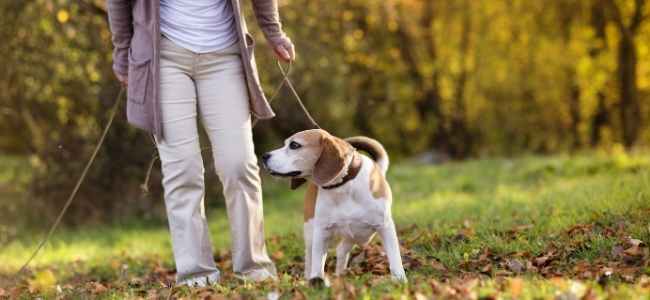 Get Your Dog Walking to Get These Health Benefits