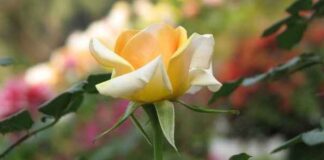 Tradition With a Twist: 3 Unique Rose Gifts for Unique Loved Ones Unique Rose Gifts for Unique Loved Ones