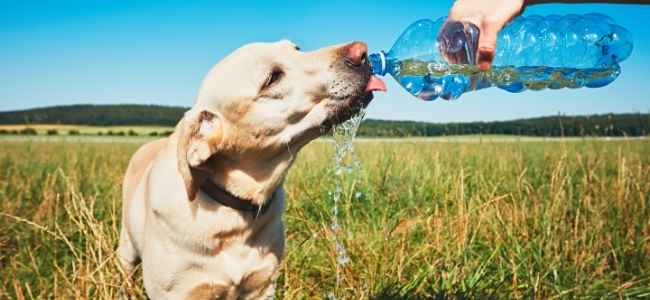 7 Ways To Make Sure Your Animals Have Plenty Of Water