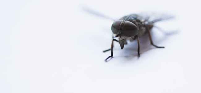 Health Issues Caused by Pests and How to Prevent Them