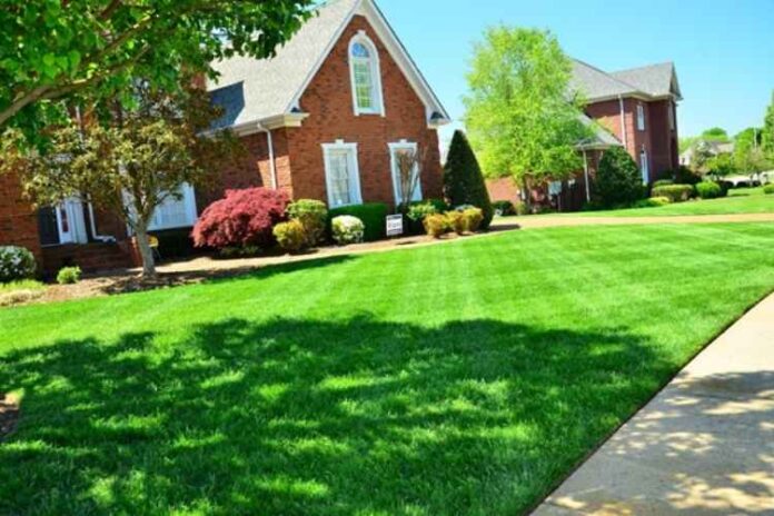 Local Lawn Care Companies