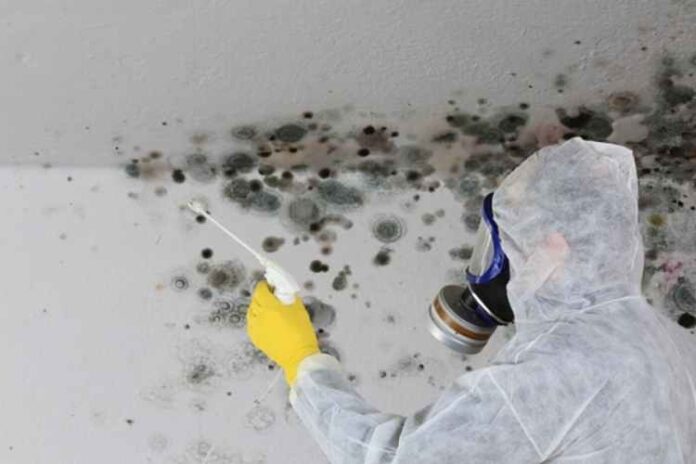 Mold Remediation Near Me