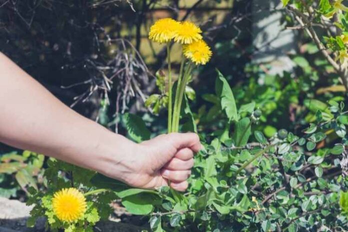 How To Create A Low Maintenance Garden So You Can Spend Less Time Pulling Weeds