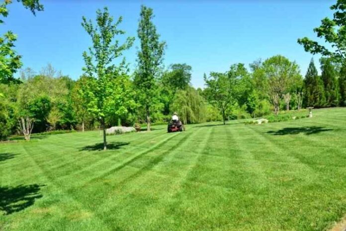 Lawn Care 101: The Benefits of Hiring a Service