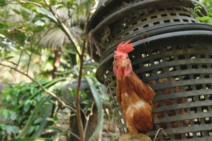 The Pocket Sized Guide on How to Raise Chickens