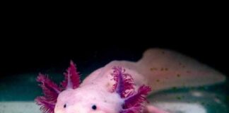 The Top 4 Axolotl Habitat Requirements Every Owner Should Know The Top 4 Axolotl Habitat Requirements Every Owner Should Know
