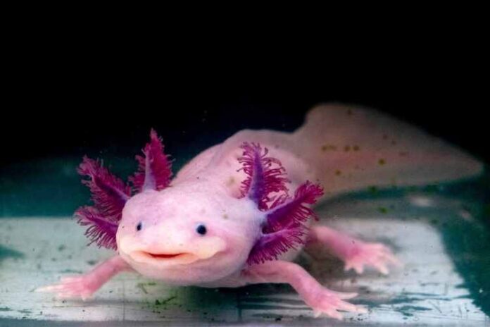 The Top 4 Axolotl Habitat Requirements Every Owner Should Know