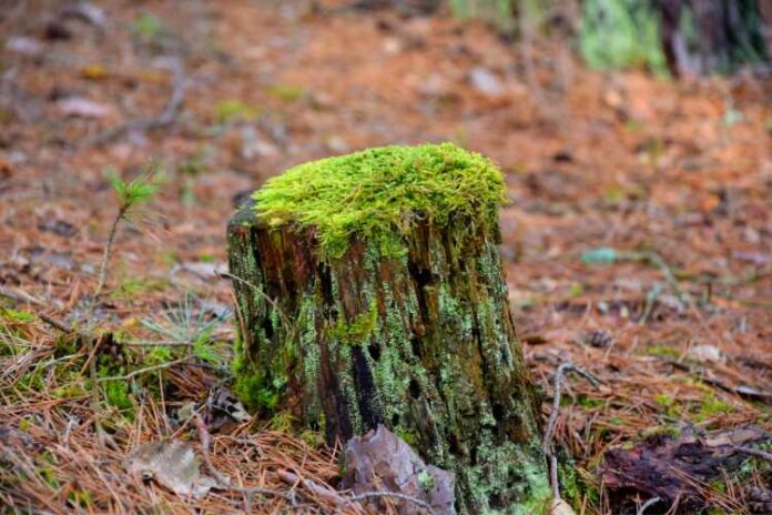 Stump Grinding