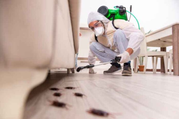 4 Common Types of Household Pests