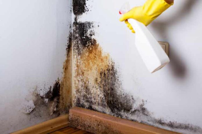 How to Prevent Mold in Your Basement