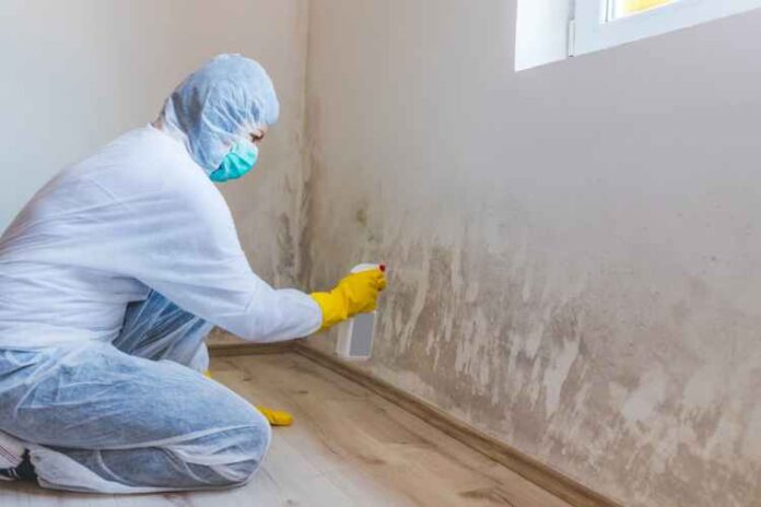 7 Tips for Choosing a Mold Removal Company