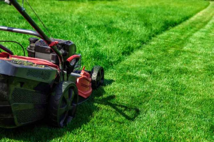 The Benefits of Professional Lawn Mowing Services for a Thriving Outdoor Environment