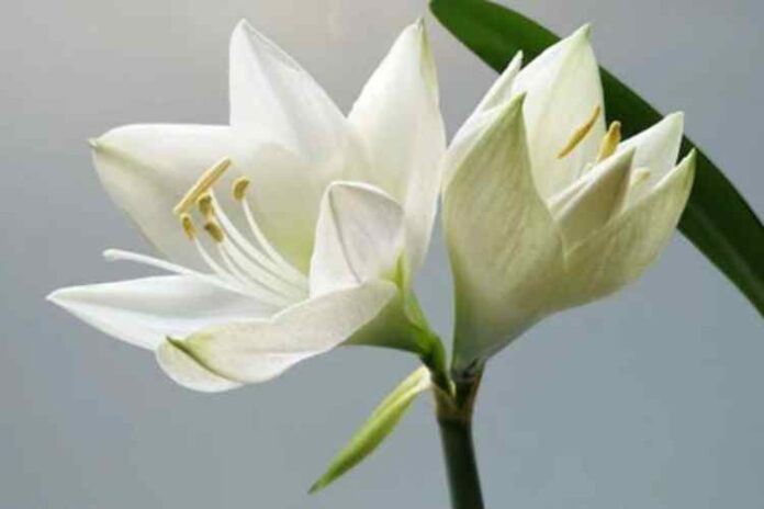 Elevate Your Floral Arrangements with Gorgeous Lily Bouquets