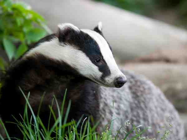 Badger