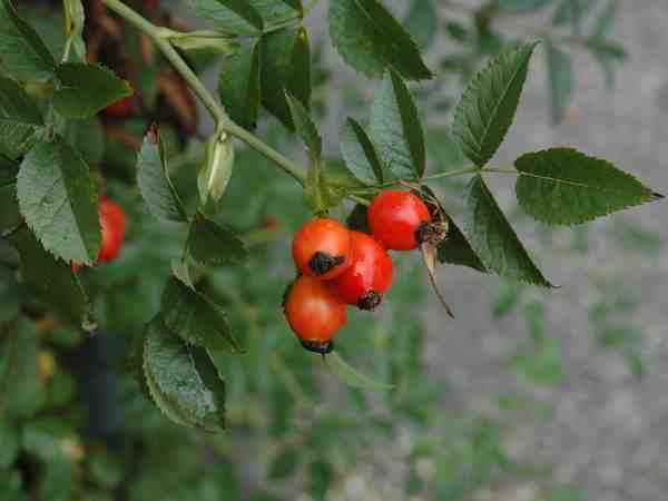 Rose Hip