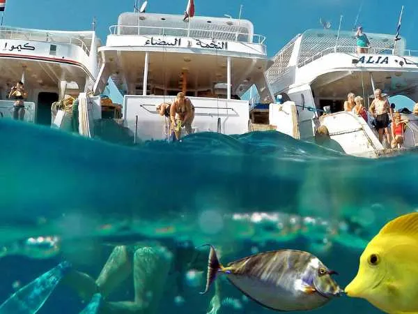 Marsa Alam Diving and Dolphin House Tours